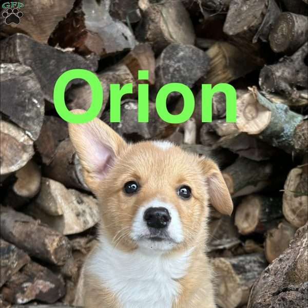Orion, Pembroke Welsh Corgi Puppy